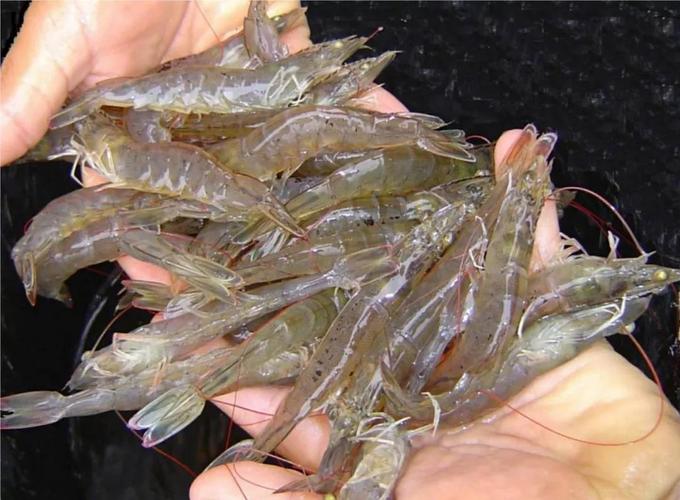 fao:新冠疫情或致上半年全球养殖虾减产 - 水产新闻