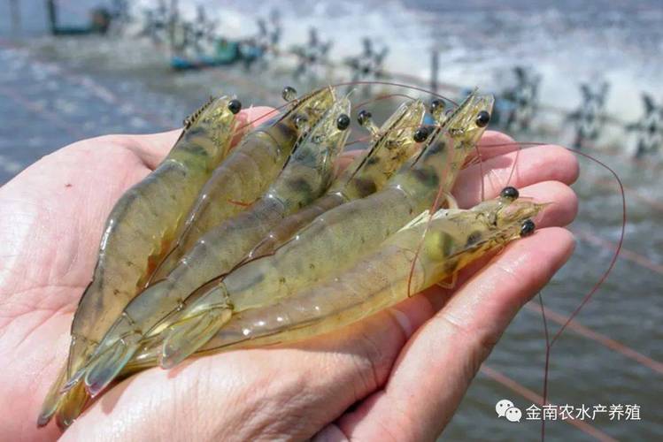 金南农水产养殖服务团队的专家说道,对虾出现应激反应是对外界环境和