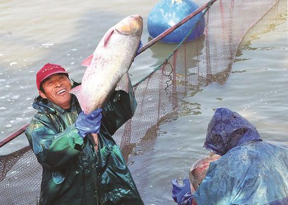 从"吃鱼难"到"吃好鱼",申城科研者交出"渔"答卷|水产|渔业|养殖|良种