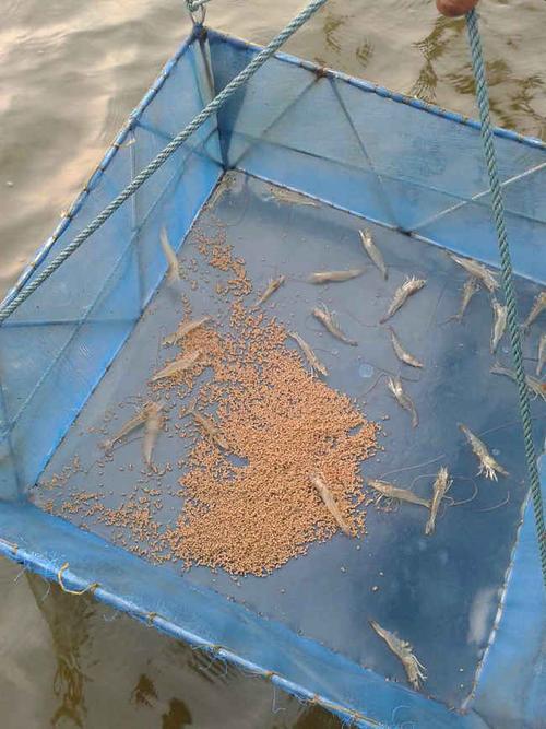 马来西亚对虾养殖案例(南美白和斑节对虾) - 水产养殖用户反馈 - 宜春