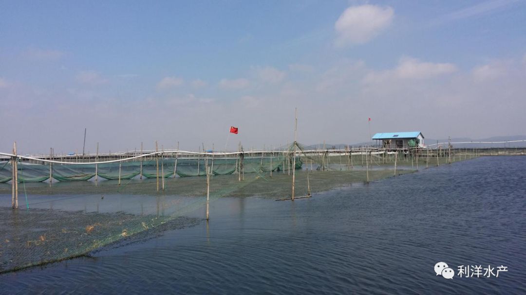 利洋动态肥水养蟹提升了河蟹养殖技术三个决定推动了河蟹行业发展