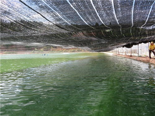 云南省渔科院领导莅临双柏县调研指导高端水产养殖绿色发展工作